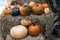 Giant autumn pumpkins at Thanksgiving Day