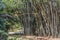 Giant bamboo in Peradeniya garden, Kandy
