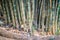 Giant bamboo tree trunks (Dendrocalamus giganteus), also known a