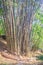 Giant bamboo tree trunks (Dendrocalamus giganteus), also known a