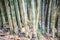 Giant bamboo tree trunks (Dendrocalamus giganteus), also known a
