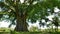 Giant Banyan Balete Tree