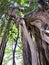 Giant Banyan Tree Vines