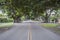 Giant Banyan Trees in Coral Gables