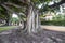 Giant banyan trees in Coral Gables