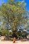 Giant baobab in senegal