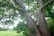 Giant baobab tree near Vasai fort, surrounded by foliage.