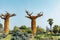 Giant baobabs surrounded by green vegetation. Cumiana, Turin, Italy.