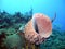 Giant barrel sponge