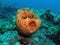 Giant barrel sponge