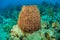 Giant barrel sponge in caribbean sea. Underwater life