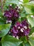 Giant basil blossom on branch full sun at garden