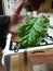 Giant basil leaf