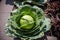 Giant beautiful cabbage with a few bug holes growing in garden by concrete walk