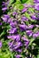 Giant bellflower (Campanula latifolia)