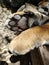 Giant Bengal Tiger Paws
