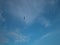 Giant bird is flying in the blue sky