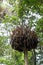 Giant bird nest in rainforest
