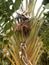 Giant Bird of Paradise Plant