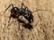 The giant black ant Camponotus Xerxes