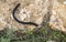 Giant Black Archispirostreptus Syriacus Millipede Crawling on a Rock