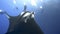 Giant black manta ray and divers