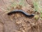 Giant black millipede in the wild walking on the ground in southern Africa