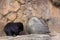 A giant black rat Myocastor coypus in a zoo