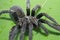 Giant Black spider