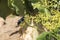 Giant Black Spider-hunting Wasp, Cyphononyx atropos, foraging nectar on  Namibian Grape tree flowers, Cyphostemma juttae, Western