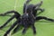 Giant Black spider isolate on green