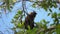 Giant Black Squirrel Ratufa Bicolor Eating Nuts on Tree