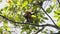 Giant Black Squirrel Ratufa Bicolor Eating Nuts on Tree