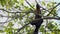 Giant Black Squirrel Ratufa Bicolor Eating Nuts on Tree