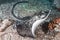 Giant blackparsnip stingray fish during night dive