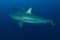 Giant Blacktip