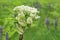 Giant blooming hogweed, dangerous to humans. Closeup of a white blooming Giant Hogweed or Heracleum plant and its seed heads.