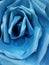 The giant blue flower rose background