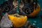 Giant Blue Morpho eating an orange