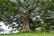 Giant Bodhi tree, Anuradhapura, Sri Lanka