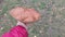 A giant boletus mushroom grew in the garden