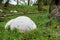 Giant bovist Calvatia gigantea on a meadow