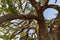 Giant branches of giant valley oak tree in Southern California