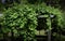 Giant bright green vine bush covering the arbor at the vineyard