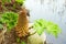 Giant broad leaved plants of the species Gunnera manicata, or Chilean rhubarb, with flowers on spikes or panicles up to one meter