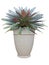 Giant bromeliad alcantarea imperialis in clay pot container isolated on white background for graphic garden design purpose