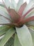 giant bromeliad flower that is dashing and charming