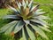 Giant bromeliad plant with perfect leaves