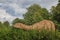 Giant Brontosaurus at Danish zoo looks like a real one