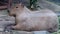 The giant brown capybara Hydrochaeris hydrochaeris .